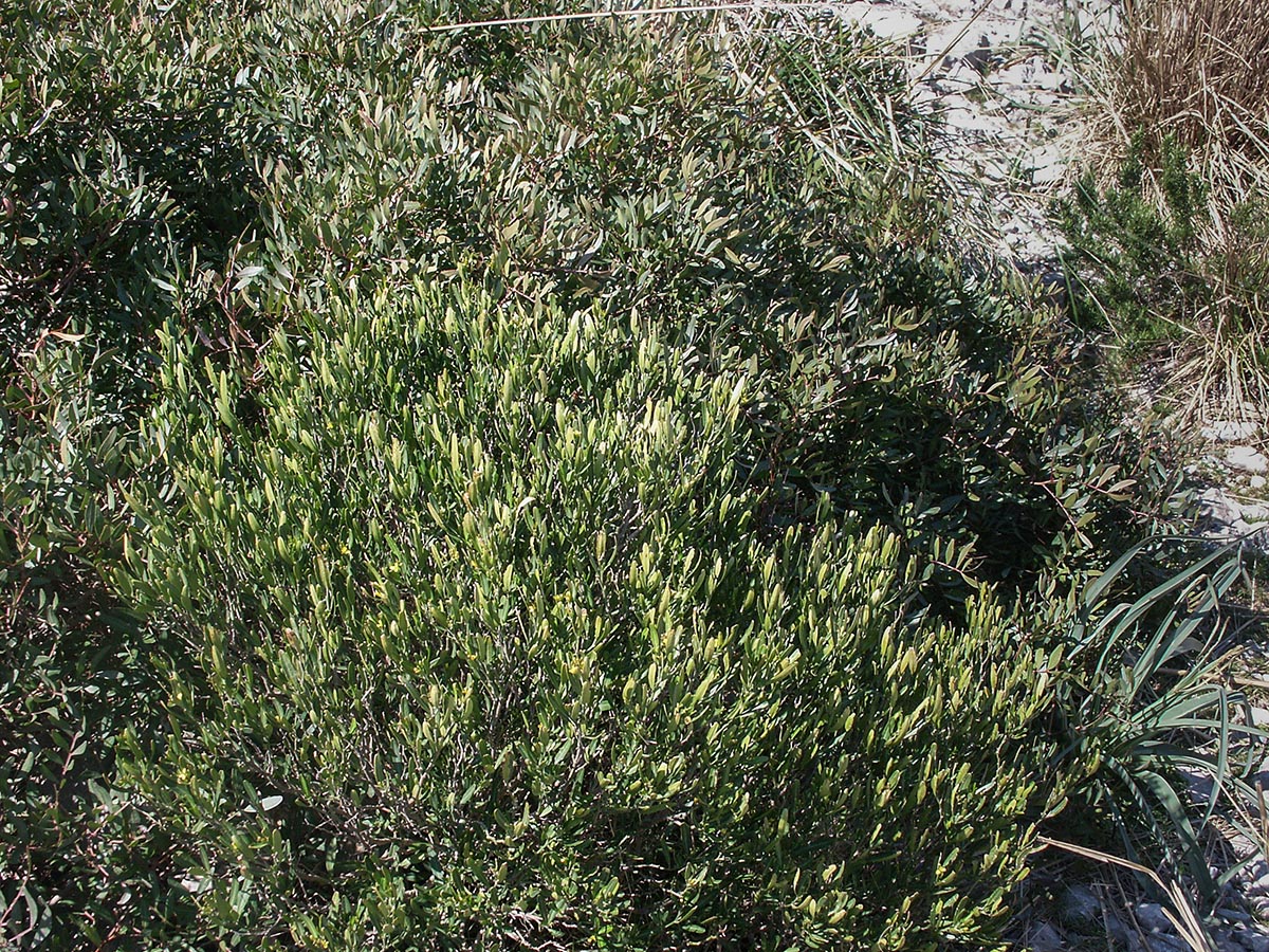 Habitus